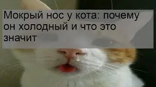 Мокрый нос у кота: почему он холодный и что это значит