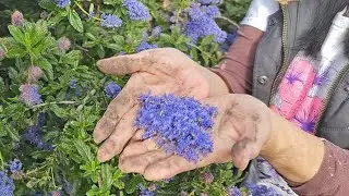 Grow Your Very Own "SOAP BUSH" Plant And Never Buy Hand Soap Again!