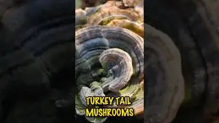 3 Amazing Health Benefits Turkey Tail Mushrooms  #health