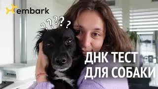 ДНК ТЕСТ ДЛЯ СОБАКИ | какая порода у моей дворняжки | EMBARK DOG