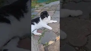 Кот Кузя лежит соловья слушает и хочет на него посмотреть 