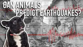 Can Animals Predict Earthquakes?