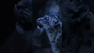 POV: You're Locking Eyes With Snow Leopard The Elusive Ghost of the Mountains