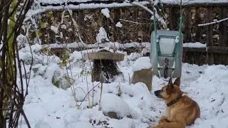 Первая кормушка, пёс-землеройка и приключения костяной ноги