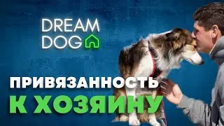 Привязанность к хозяину 🐶 Отучить собаку выть, скулить и лаять при уходе 🐕 Одиночество, сепарация 🐩