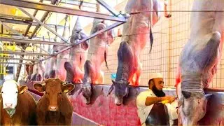 Modern Cattle Processing Factory Technology - How to Farming Millions of Cattle for Meat and Milk