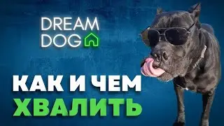 Виды поощрения 🐶 Чем кроме еды хвалить собаку при дрессировке 🐕 Все способы как дрессировать щенка 🐩