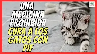 🆘 ILLEGAL MEDICATION CURES MILLIONS OF CATS WITH FIP 🆘 (Feline Infectious Peritonitis)