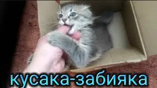 Коробка хороша🤣Наигралась и спать🥰