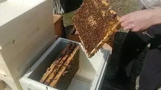 Пчёлы долго жители пересаживаем в новый улей - июльский расплод.