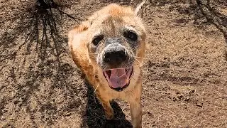 Relaxing Hyena Bonus Footage | The Lion Whisperer