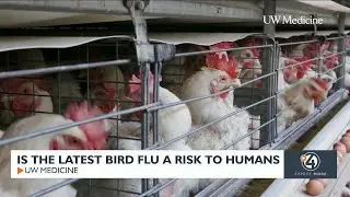 Is the latest bird flu a risk to humans?