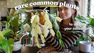 incredible "rare" versions of common houseplants for any collection 🌿✨