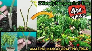 How To Graft 2 Mango Verieties In 1 Plant In Pot. Detailed Demonstration Of Mango Grafting & Updates