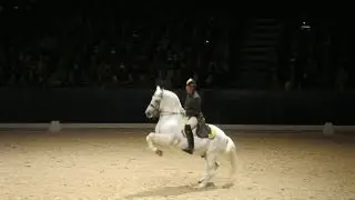 Spanish riding school of Vienna Jumping horses