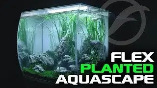 Planted Tank Aquascape (ft. Fluval FLEX)