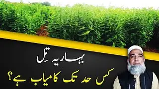 Feasibility of Spring Sesame crop || Crop Reformer