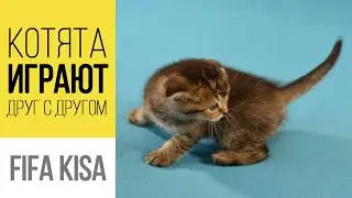 Смешные Котята. Приколы с Котами 2021 Лучшее. Смех Сквозь Слезы #shorts