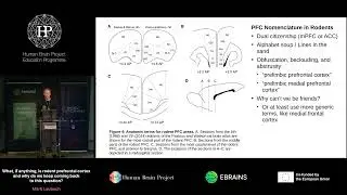 Mark Laubach - What, if anything, is rodent prefrontal cortex and why do we keep coming back (...)