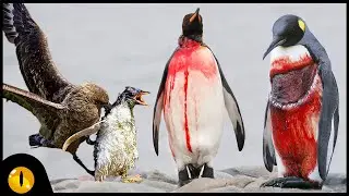 It's Hard to be a Penguin!