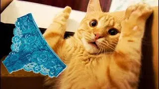 - Скизи, а ну быстро из моего шкафа! - КОТ, в кружевных трусиках на ушах, эффектно выпал на пол