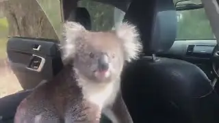 Australia koala sneaks into car to cool off in AC