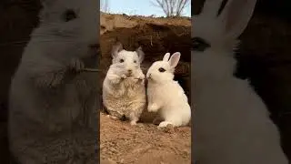 The little rabbit snatched the chinchilla's stick and ate it. Rabbit Cute Pet Debut Plan