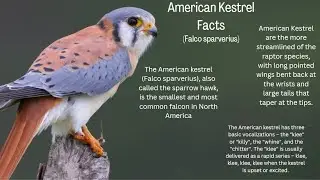 American Kestrel Facts & Info / Sparrow Hawk Facts and Information