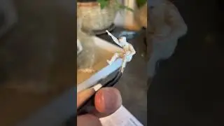 Толерантный механик Пьер 