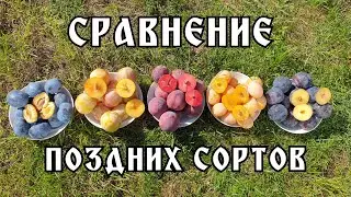 САМЫЕ ПОЗДНИЕ СОРТА СЛИВ / БАЙРОН ГОЛД / АНЖЕЛИНО / РУБЫ КРАНЧ / ЧАЧАТСКАЯ НАИЛУЧШАЯ / ЗОЛОТАЯ КАПЛЯ