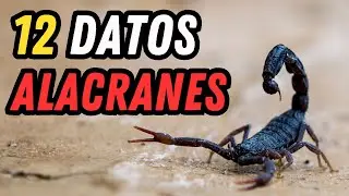 12 Datos Curiosos de los Alacranes - ¿Sabías que tienen poderes de regeneración?