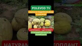 НАТУРАМИН + ЦИТОПЛАНТ !!! Отличный результат на ранней дыне 