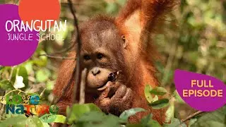 Drama At The Jungle School! | Orangutan Jungle School 202