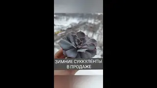 Зимние суккуленты в продаже