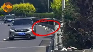 Man Encounters Injured Dog Hit by a Car While Driving