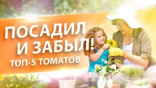 ТОП-5 ТОМАТОВ ПРОСТЫХ ДЛЯ ВЫРАЩИВАНИЯ