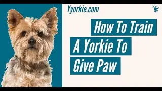 How To Train A Yorkie To Give Paw (MUST WATCH BEFORE YOUR TRAINING)