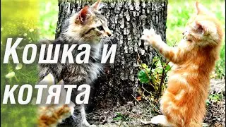 8 Марта! Кошка и котята. Весенний утренник вторая группа раннего возраста 2022 🎶