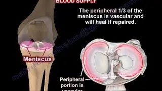 Anatomy Of The Meniscus - Everything You Need To Know - Dr. Nabil Ebraheim