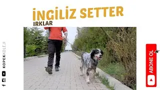 Köpek Irkları - İngiliz Setter
