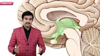 Gross anatomy of Thalamus ( Part 1 ) - Introduction and Relations | Animated Neuroanatomy