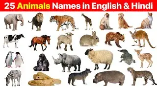 25 Animals Name in English & Hindi With Pictures | 25 जानवरों के नाम | Lists | Animals For Kids