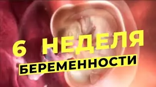 6 НЕДЕЛЯ БЕРЕМЕННОСТИ Ощущения, Что происходит, Что можно и Нельзя