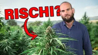 I Rischi della Cannabis