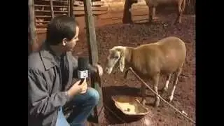 Conheça o carneiro encrenqueiro do Paraná - Domingo Espetacular