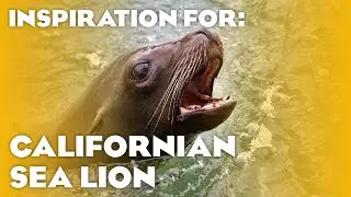 20 Real Sea Lion Habitats! (Planet Zoo Inspiration)