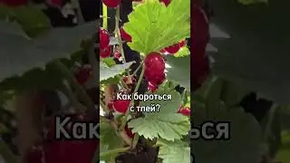 Хочешь МНОГО ВКУСНОЙ ягоды? Подпишись на Дачный агроном