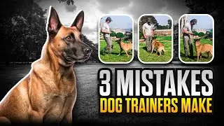 3 MISTAKES Dog Trainers Make and How to AVOID Them:   #1 Stay to Recall - Dog Training Videos