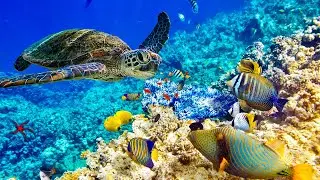 Relaxing music with ocean waves: beautiful piano, sleep music, stress relief