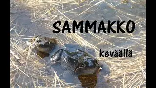 Sammakko